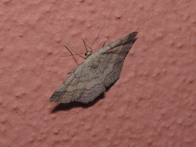 Scopula rubiginata Geometridae